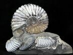 Large Deschaesites Ammonite Cluster - Russia #30268-1